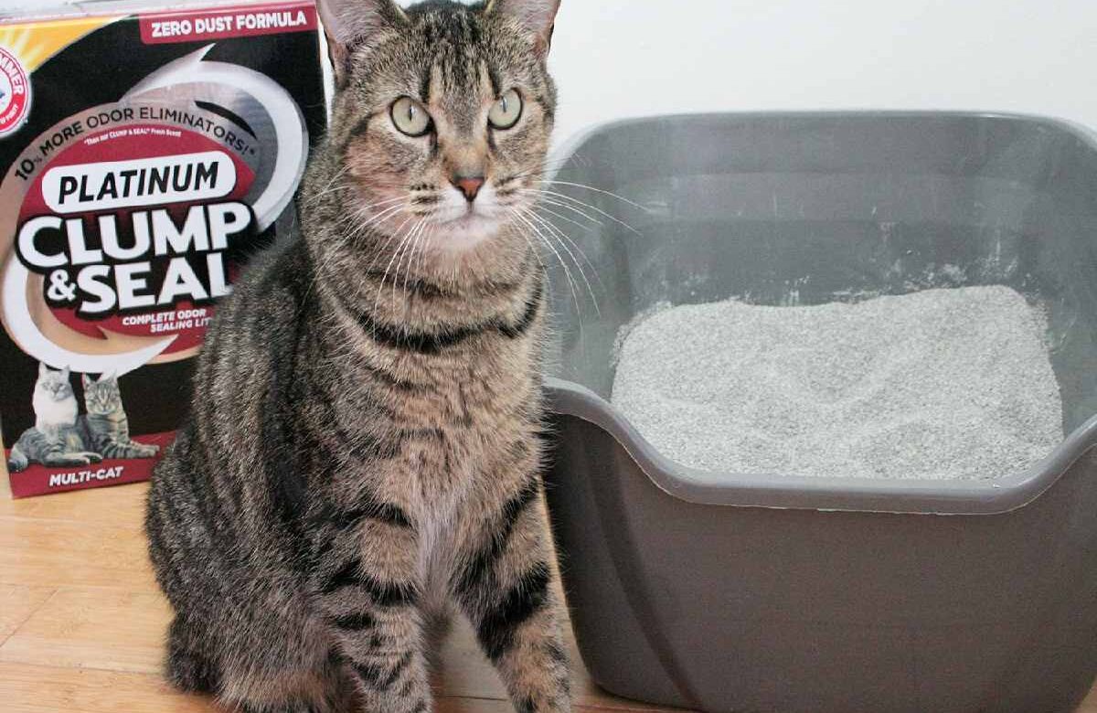 Arm And Hammer Cat Litter
