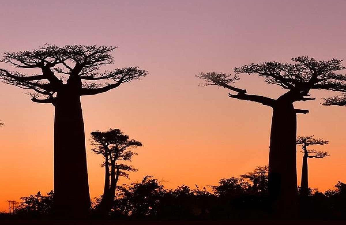 Island:ctaxkhkxfjg= madagascar