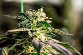 Exploring the Landscape of Marijuana Seeds New Hampshire Exploring the Landscape of Marijuana Seeds New Hampshire