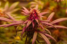Exploring the Landscape of Marijuana Seeds New Hampshire Exploring the Landscape of Marijuana Seeds New Hampshire